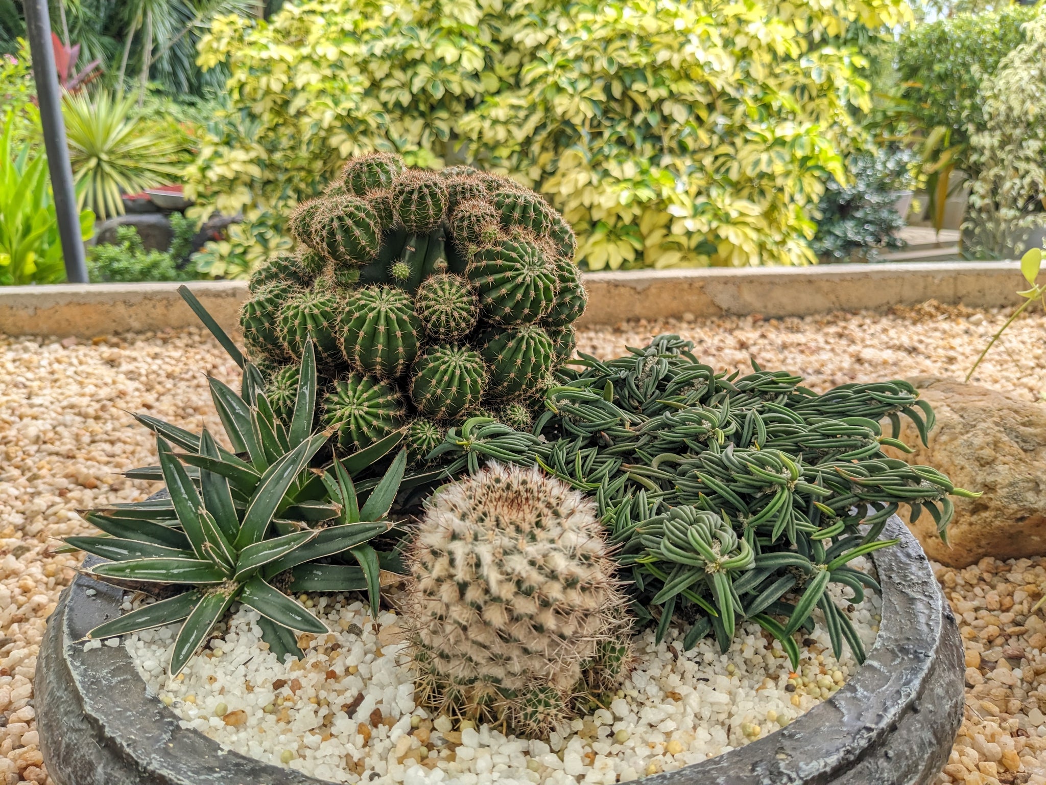 Cactus Plant In a Decorative Pot