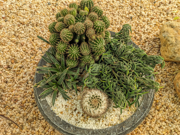 Cactus Plant In a Decorative Pot