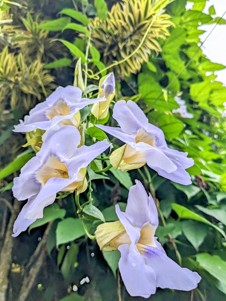 succulent vine with purple flowers Thunbergia Vine (Purple Flower) Plant in Poly Bag – Plants & Plants Supercentre