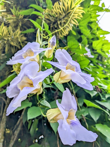 Thunbergia Vine (purple flower) in Poly Bag : 2 to 4 Feet (Plant Height)