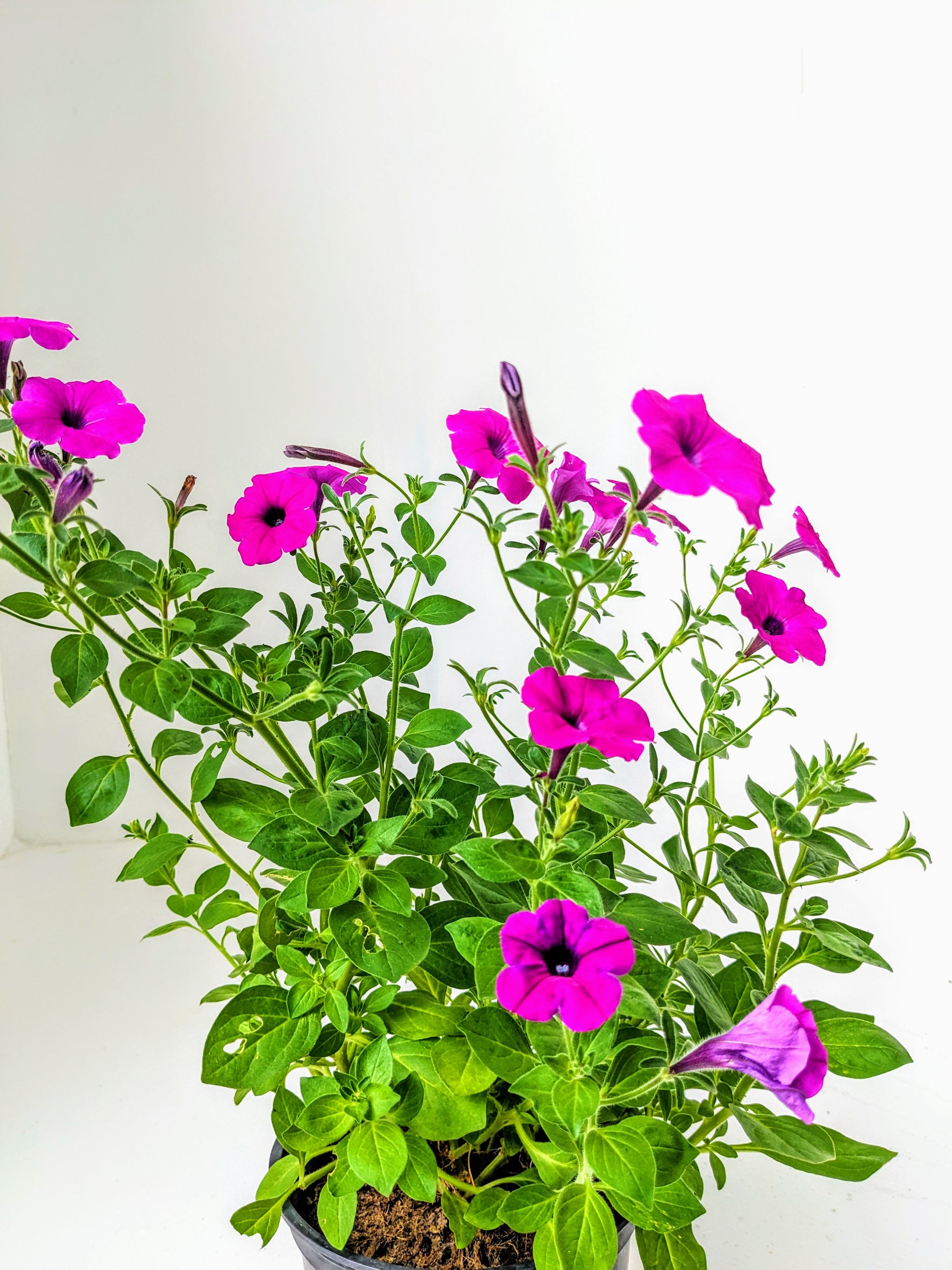 is petunia an indoor plant Petunia Plant in Plastic Pot – Plants & Plants Supercentre