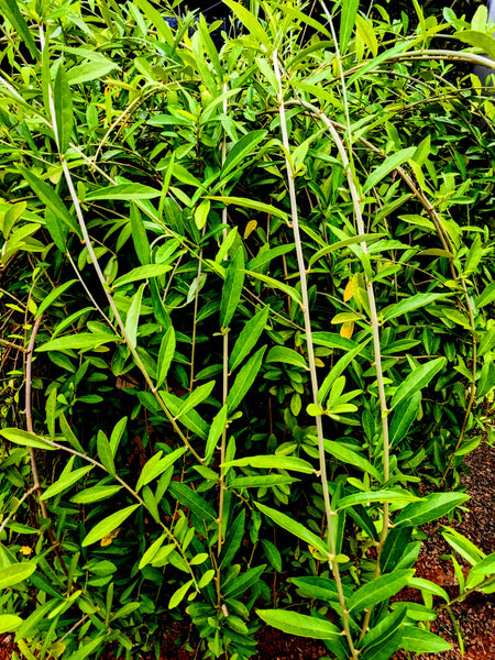 Vernonia Elaeagnifolia Vine( Curtain Creeper) : 2 to 3 Feet (Plant Height)