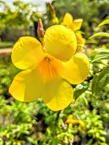 allamanda flower seeds Allamanda Plant in Poly Bag – Plants & Plants Supercentre