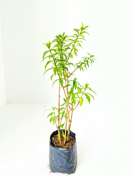 Allamanda Plant in Poly Bag : 1 to 1.5 feet