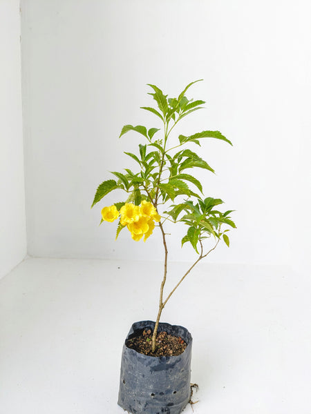 Tecoma : 2 to 3 Feet (Plant Height)