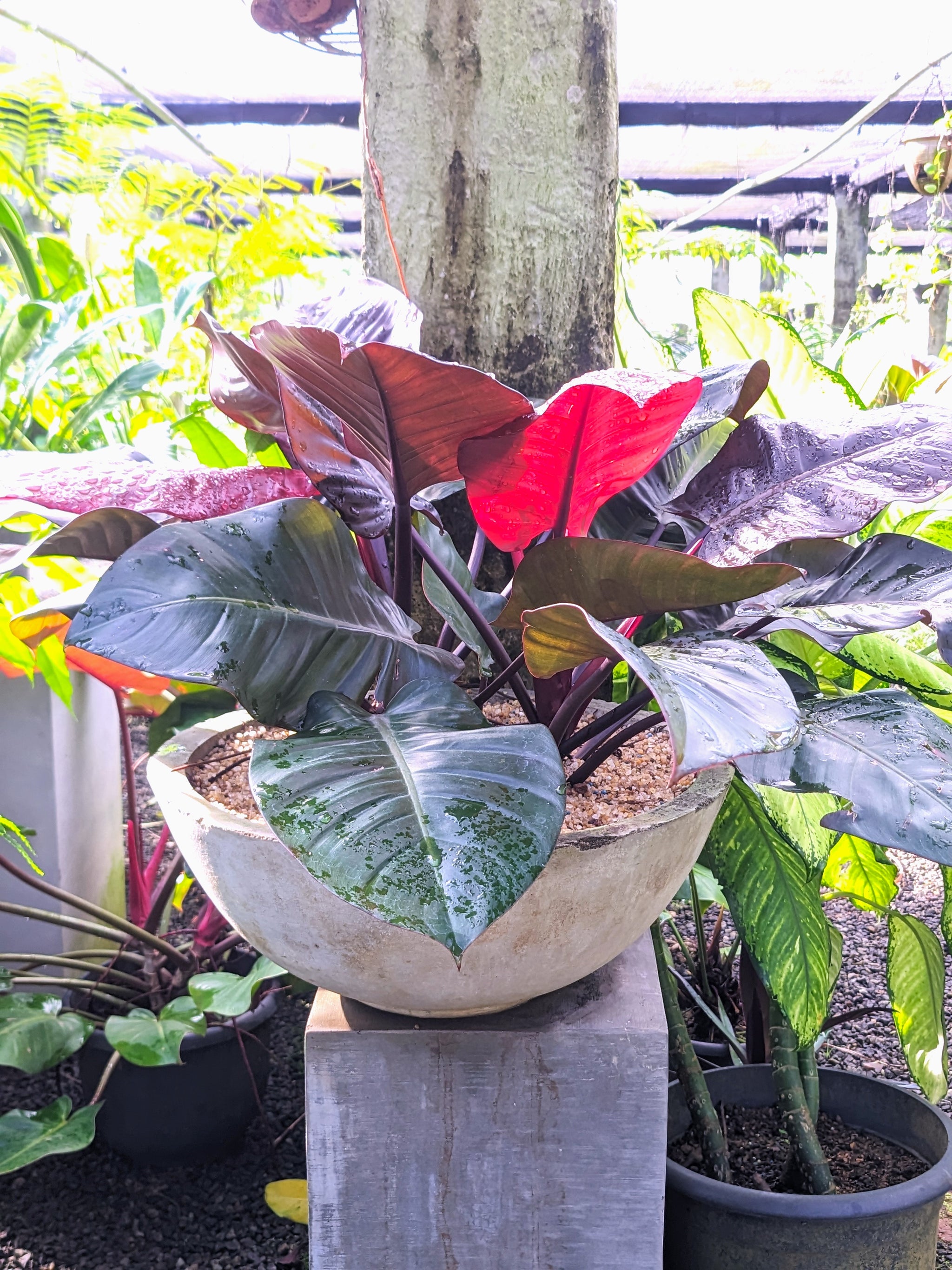 philodendron black cardinal plant Philodendron 'Black Cardinal' Plant in a Titanium Pot – Plants & Plants Supercentre