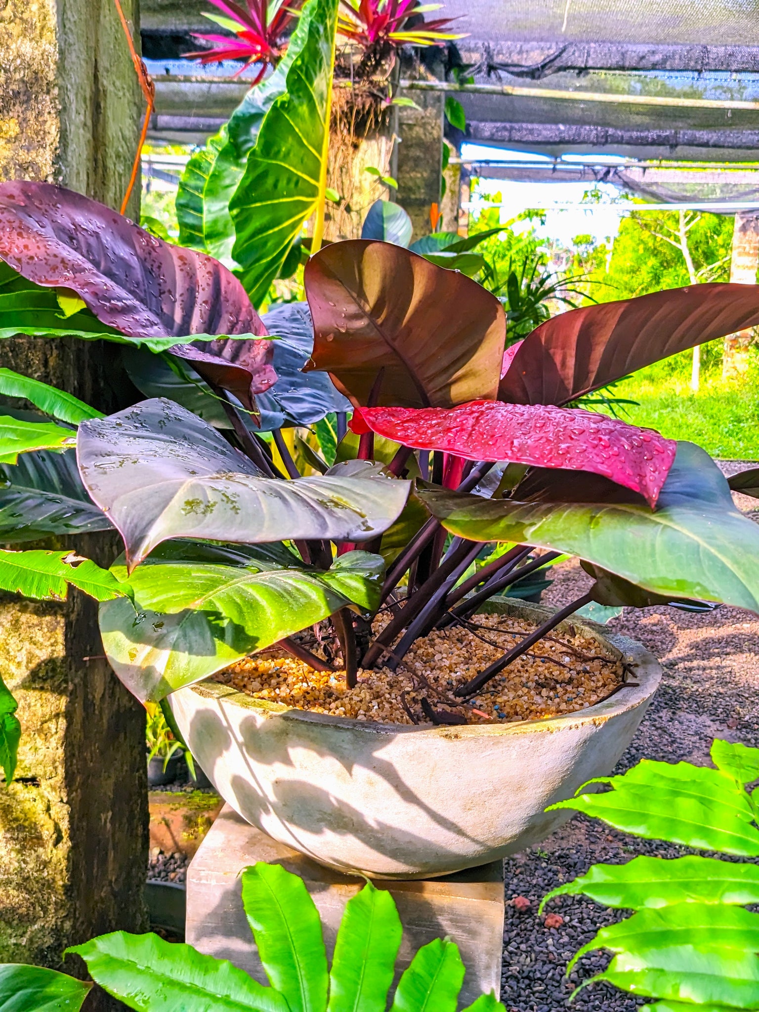 Philodendron Philodendron