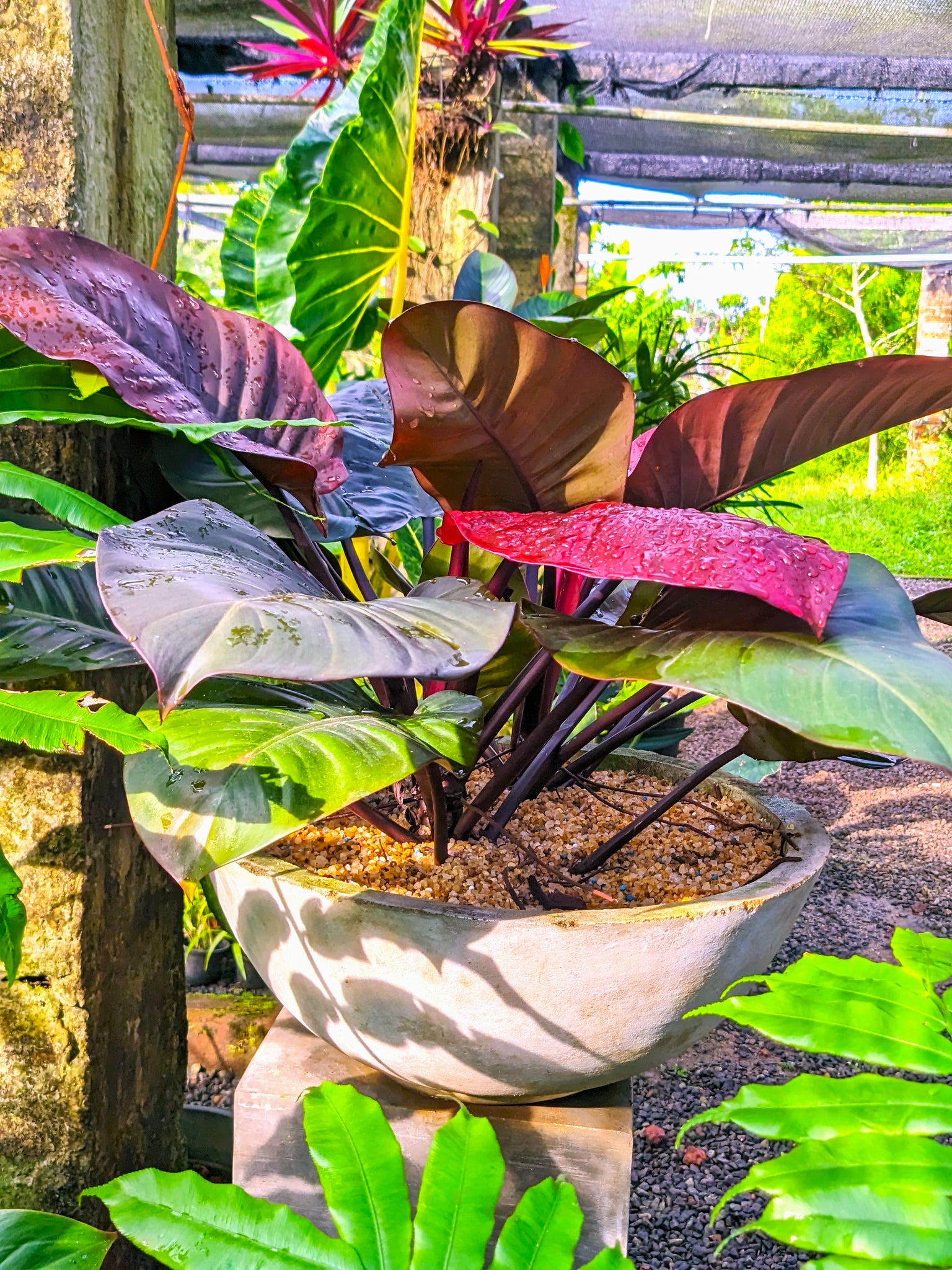 Philodendron 'Black Cardinal' display