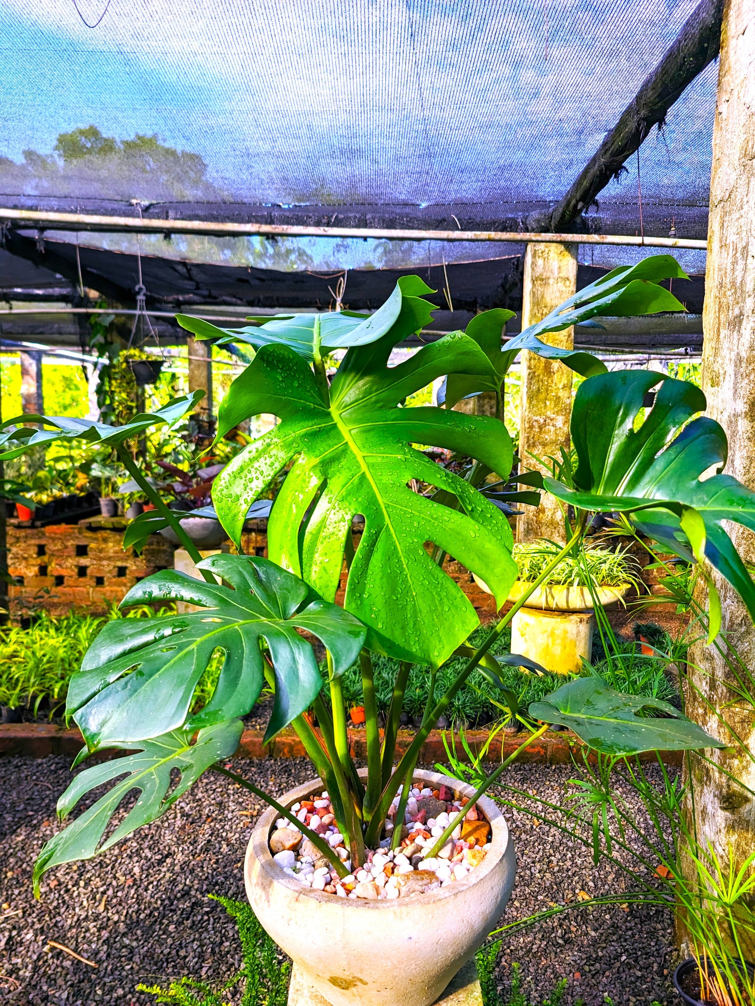 monstera plant with pot Monstera Deliciosa Plant in a Titanium Pot – Plants & Plants Supercentre