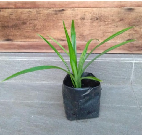 Pandan Plant (Rampe) in Poly Bags : 5 to 8 Inches (Plant Height)