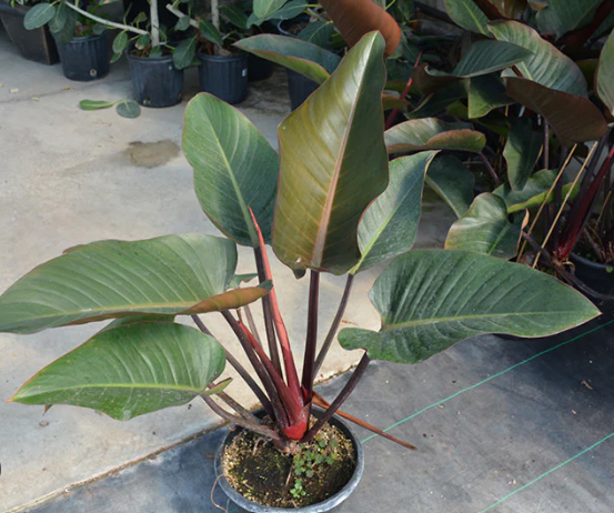 philodendron red congo vs red emerald Philodendron Congo Rojo Plant in 38cm Plastic Pot – Plants & Plants Supercentre
