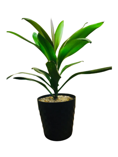 Diamond Plastic Pot Medium - (Diameter 16cm / Height 16cm)