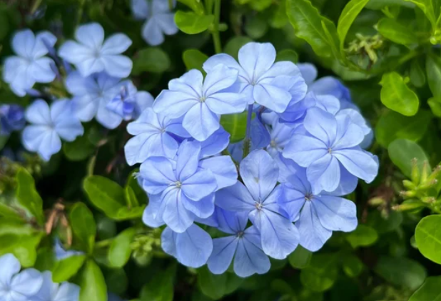 Plumbago Plant in 6cm Poly Bag