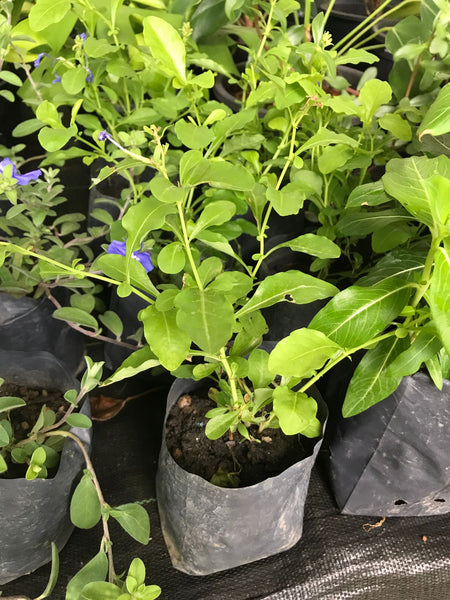 Plumbago Plant in 6cm Poly Bag