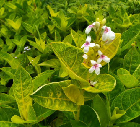 Pseuderanthemum Plant in Poly Bag