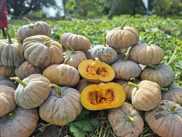Pumpkin (Local)