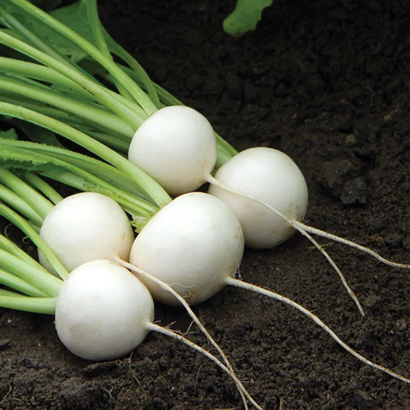 Radish (Japanese Ball) – Plants & Plants Supercentre