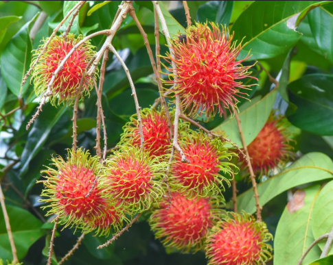 budded plants Rambutan (Budded) Plant in Poly Bag – Plants & Plants Supercentre