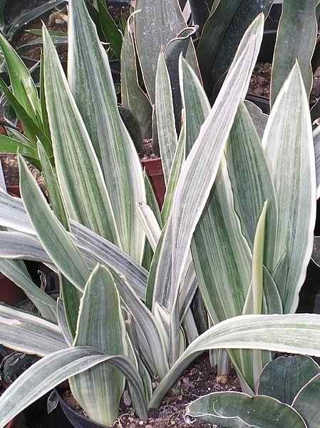 sansevieria eve Sansevierias White Plant in Poly Bag – Plants & Plants Supercentre