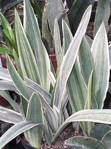 Sansevierias White Plant in Poly Bag
