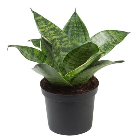 birdsnest snake plant vase life Sansevieria Bird Nest Plant in Plastic Pot – Plants & Plants Supercentre