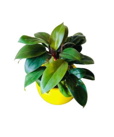 Philodendron Black Cardinal Plant in Ceramic Pot