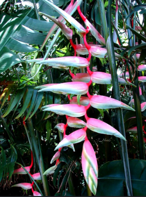 Heliconia Sexy Pink Plant