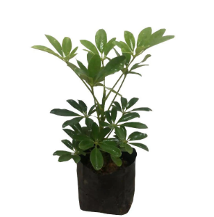 Schefflera Arboricola Plant in Poly Bag