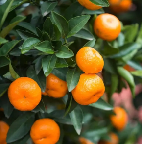 Sweet Orange Plant in Poly Bag
