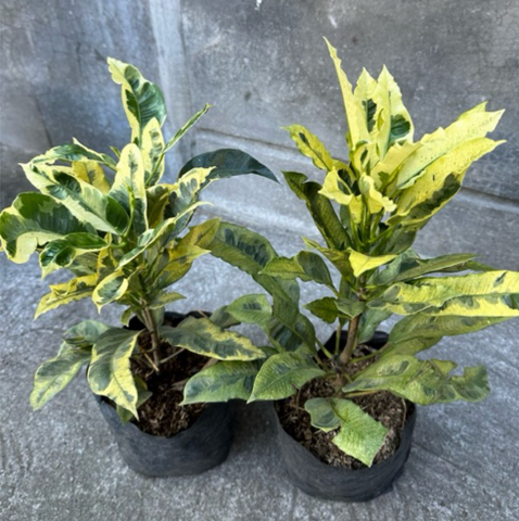 Croten Thamara Plant in Poly Bag