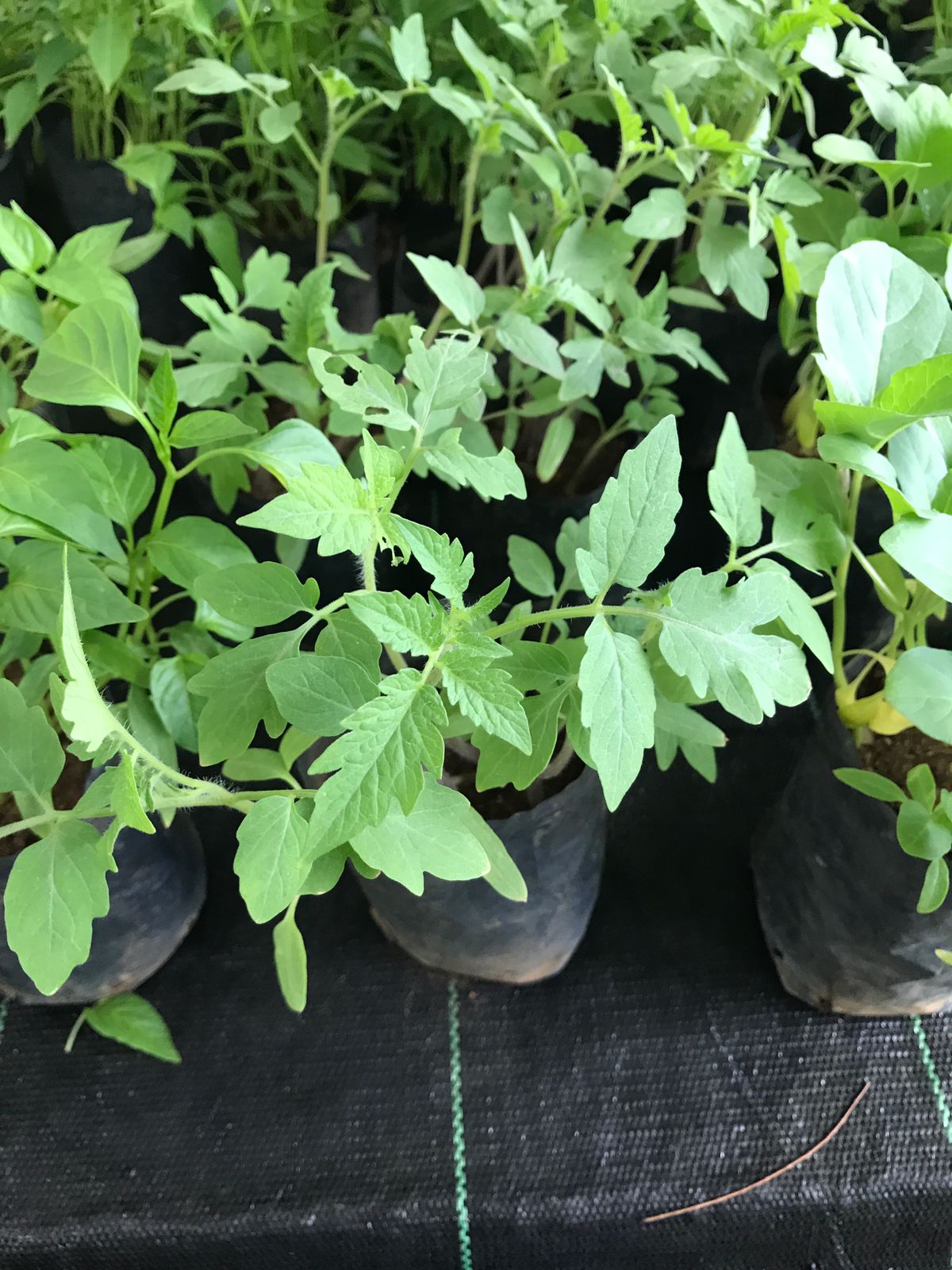 Tomato Plant in 6cm Poly Bag
