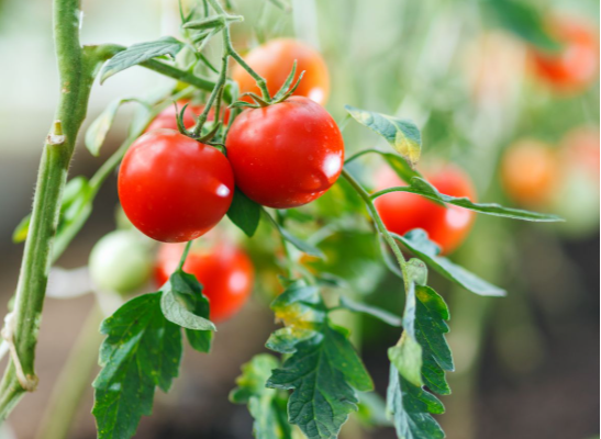 Tomato Plant in 6cm Poly Bag