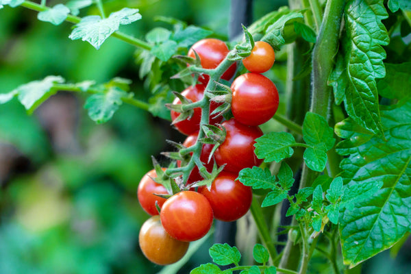 Tomato (Local)