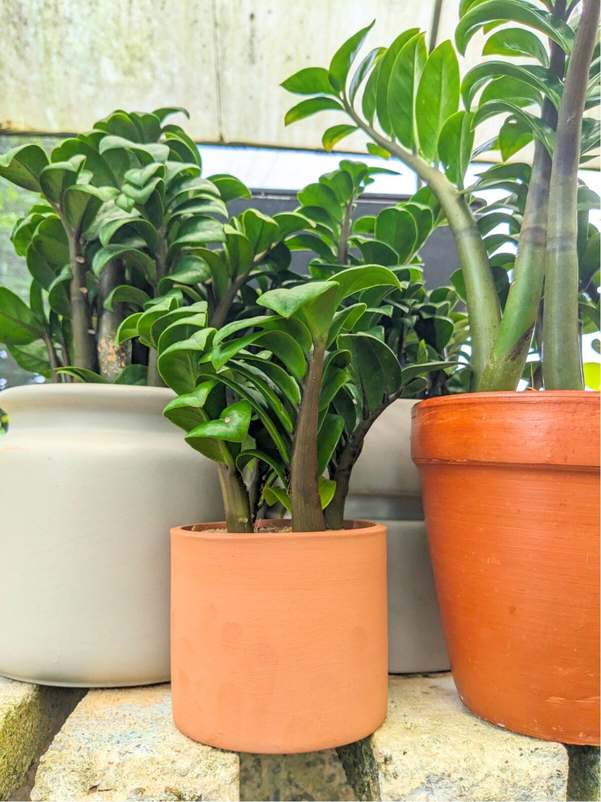 zz plant terracotta pot Zamia Dwarf Plant – Plants & Plants Supercentre