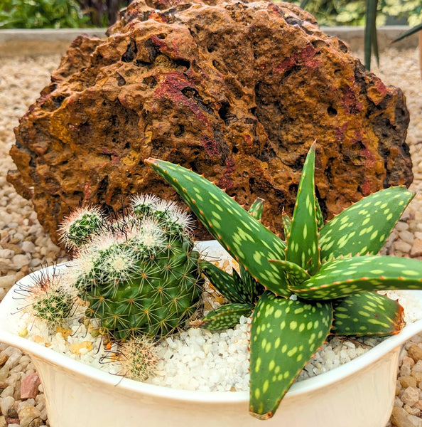 Cactus Plant In Decorative pot