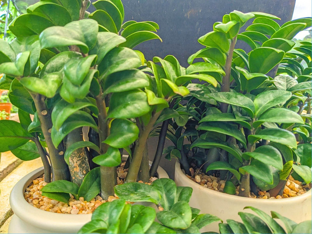 dwarf zz plant Zamia Dwarf Plant – Plants & Plants Supercentre