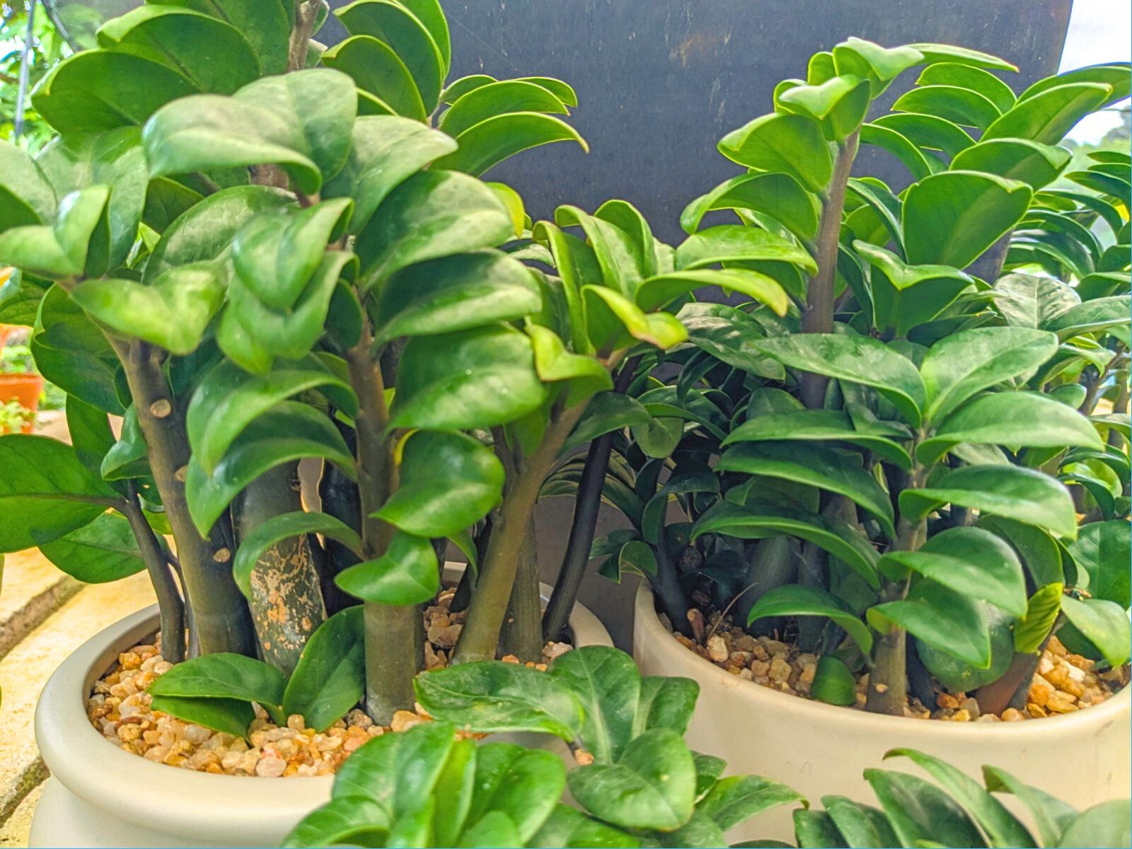 dwarf plants indoor Zamia Dwarf Plant – Plants & Plants Supercentre