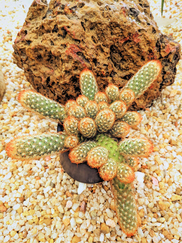 Cactus plant display