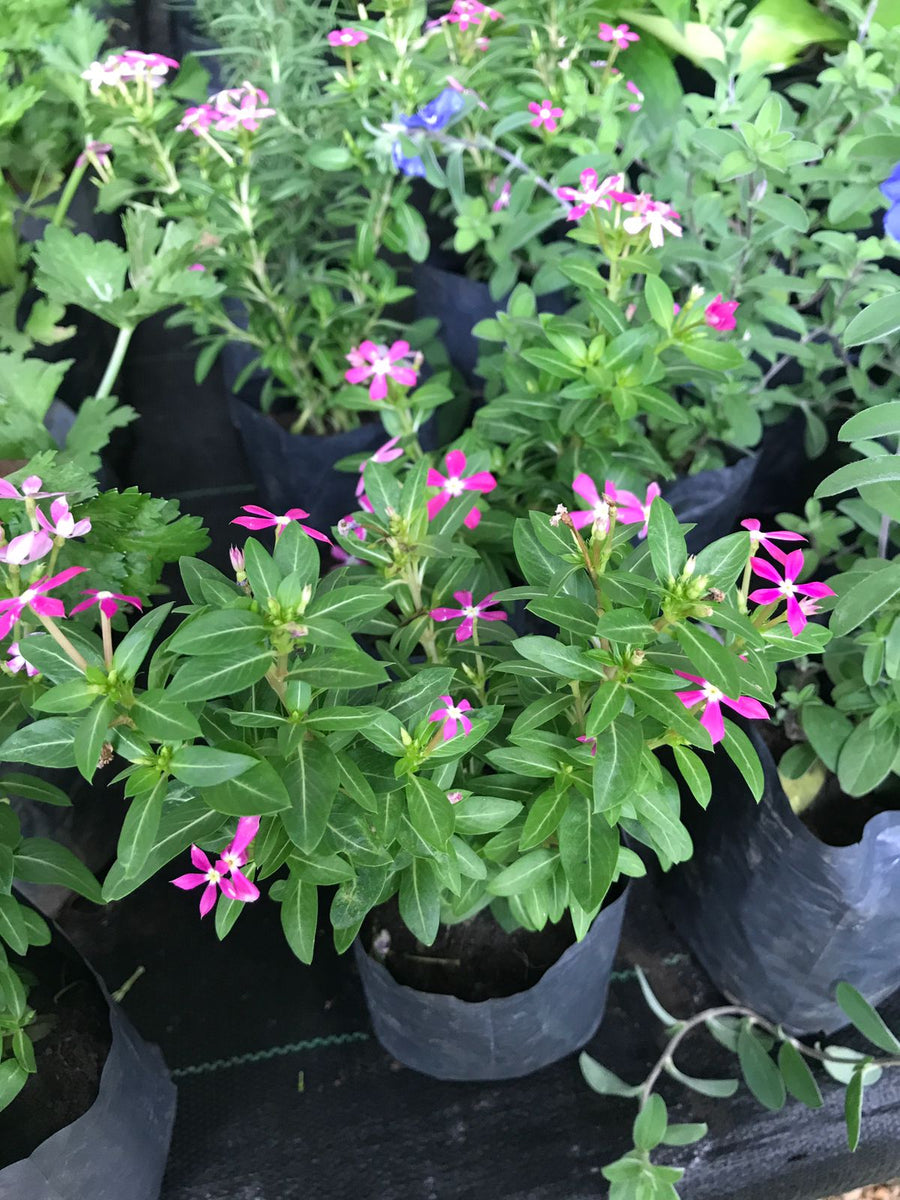 Vinca Minor Plant in 6cm Poly Bag – Plants & Plants Supercentre