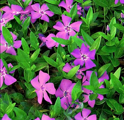 Vinca Minor Plant in 6cm Poly Bag