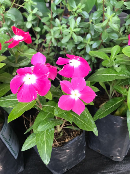 Vinca Plant in Poly Bag