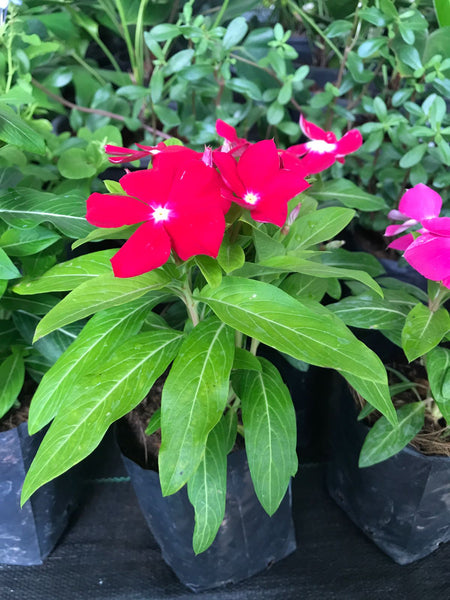 Vinca Plant in Poly Bag
