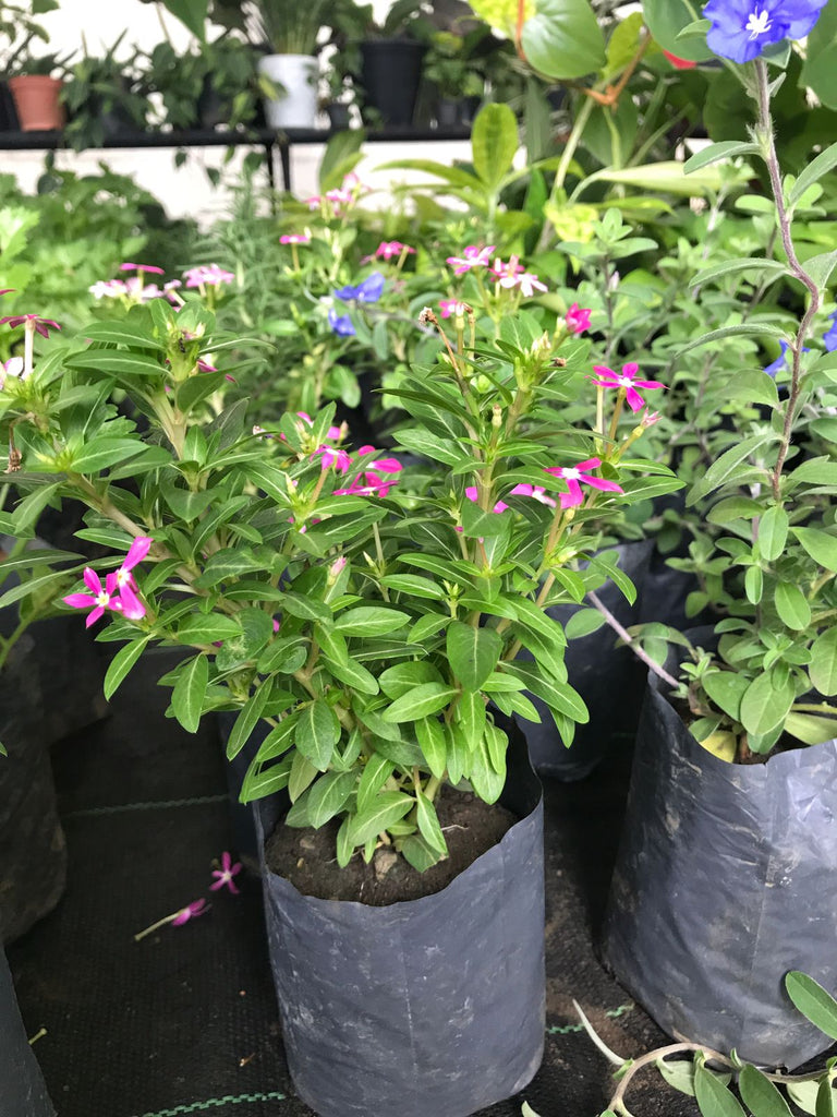 planting vinca in pots Vinca Minor Plant in 6cm Poly Bag – Plants & Plants Supercentre