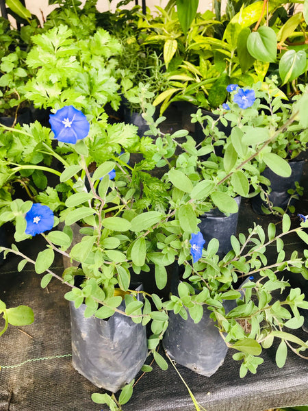 Evolvulus Alsinoides (Vishnu Kranthi) Plant in 6cm Poly Bag