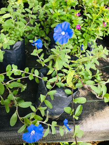 Evolvulus Alsinoides (Vishnu Kranthi) Plant in 6cm Poly Bag