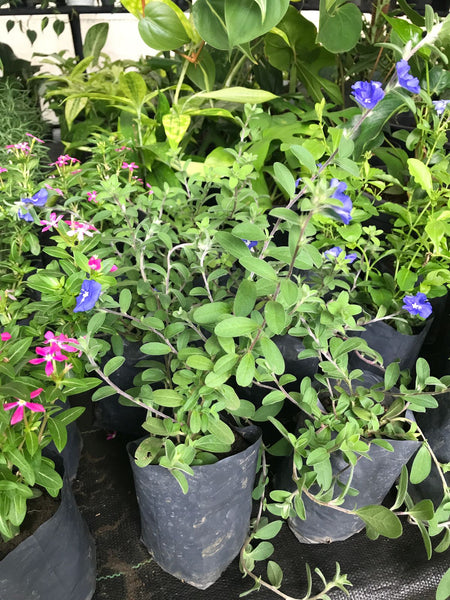 Evolvulus Alsinoides (Vishnu Kranthi) Plant in 6cm Poly Bag
