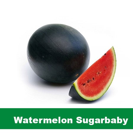 Water Melon (Sugar Baby) – Plants Plants Supercentre