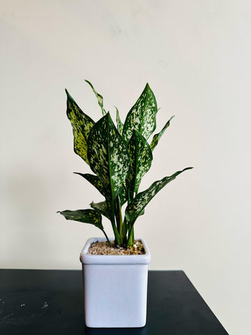 Aglaonema Snow White Plant in a Square Ceramic Pot