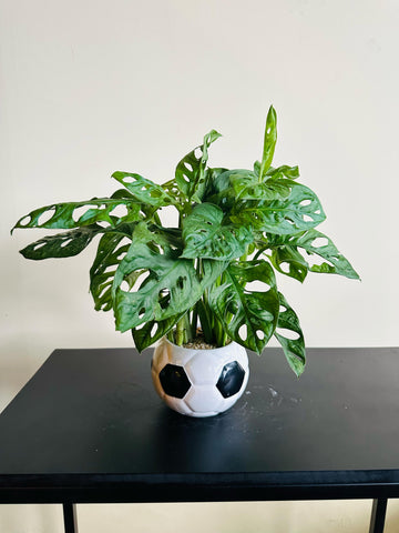 Monstera Adansonii Plants Arrangement in a Decorative Ceramic Pot