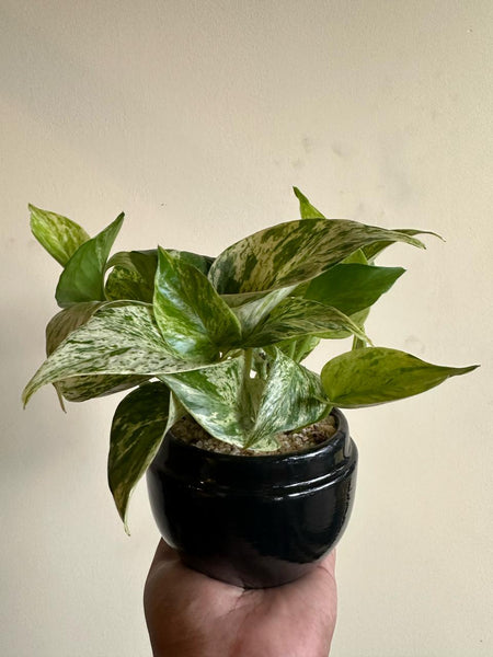 Marble Queen Pothos Plant in a Ceramic Pot